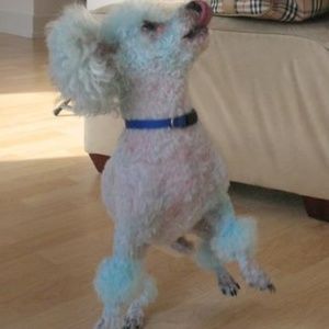 Meet your Posher, Ana